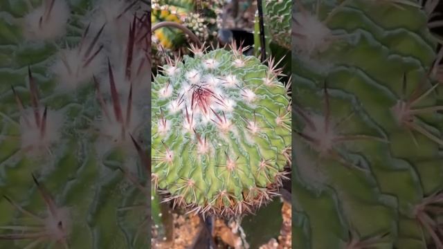 Stenocactus aka Echinofossulocactus