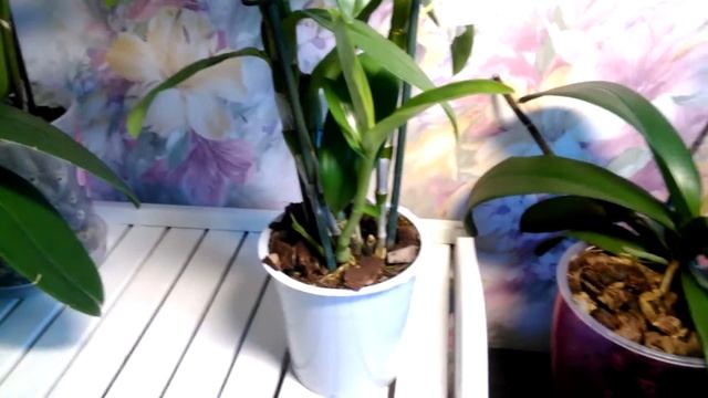 Дендробиум Нобиле отцветает и растит новые побеги. Мой уход в это время. смотреть онлайн