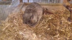 ЭкоДеревушка Гамбийская крыса сапер :-))