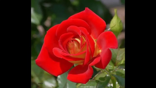 Тебе!Л Луста Цветок смотреть онлайн