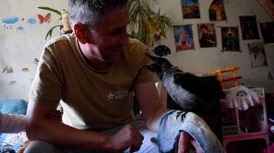 Учим ворону говорить