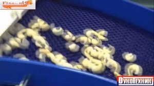 Линия производства креветки