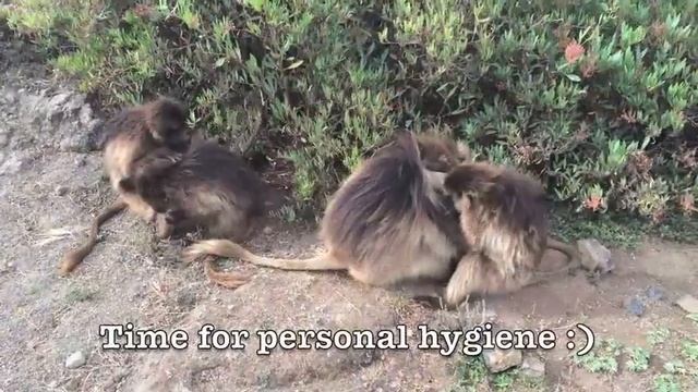 Gelada Monkeys in Simien Mountains National Park, Ethiopia - May 2016 смотреть онлайн