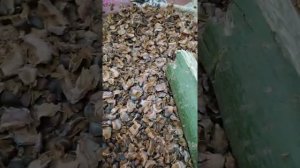 Как быстро раскрошить кедровую шишку