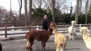 Зоопарк на острове Staten island  Людей запускают в вольеры США