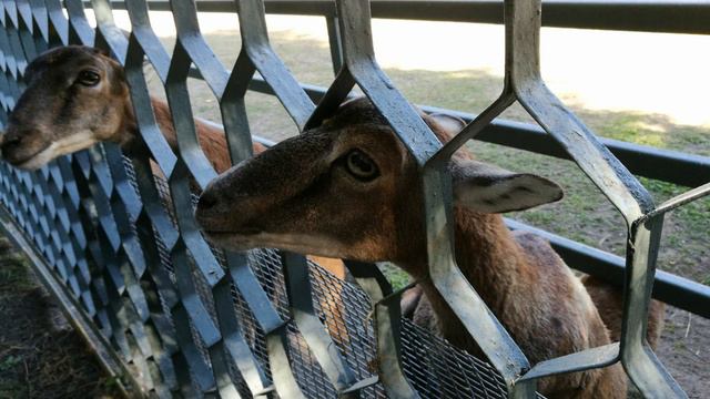 Анонс. Ростов. День пятый смотреть онлайн
