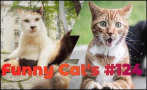 Смешные коты #124