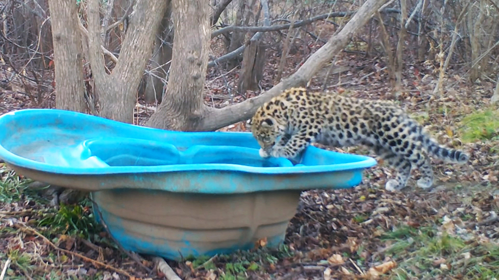 Спасенного в Приморье леопарда перевели в новый вольер / События на ТВЦ