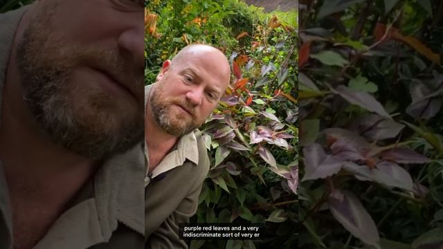 Companion planting with Persicaria microcephala Red Dragon смотреть онлайн