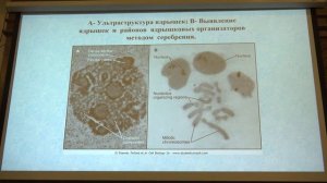 Клеточная биология. Профессор Онищенко Галина Евгеньевна (Лекция 5)