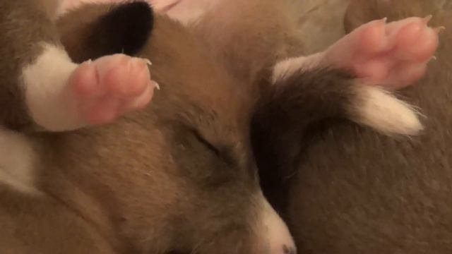 Крепкий сон - залог здоровья смотреть онлайн