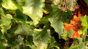 Паук-оса - агриопа брюнниха, черный с желтым ядовитый паук