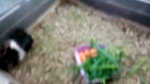 Меняю подстилку у морских свинок. Малыши шустрячки ?