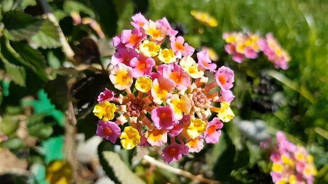 Лантана | Жизнь в Адлере смотреть онлайн