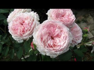 РОЗЫ ПЕРВОГОДКИ ИЗ ПИТОМНИКА СЕРГЕЯ ОВЧАРОВА