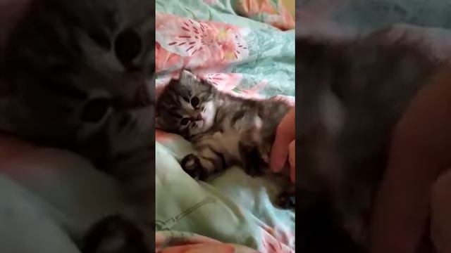 У моей кошки Ксюши и кота Кузи родилась девочка. Это вторые роды уже. смотреть онлайн