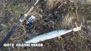 Когда нерест у щуки? Клюет ли щука в нерест? Как долго длится нерест щуки? Жор после нереста щуки!