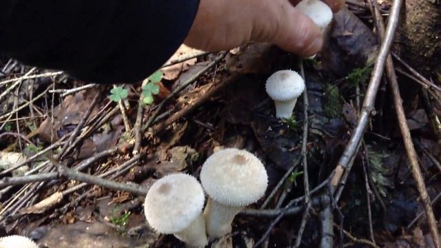 Гриб дождевик.Готовить и брать)) Деликатесный дождевик. смотреть онлайн