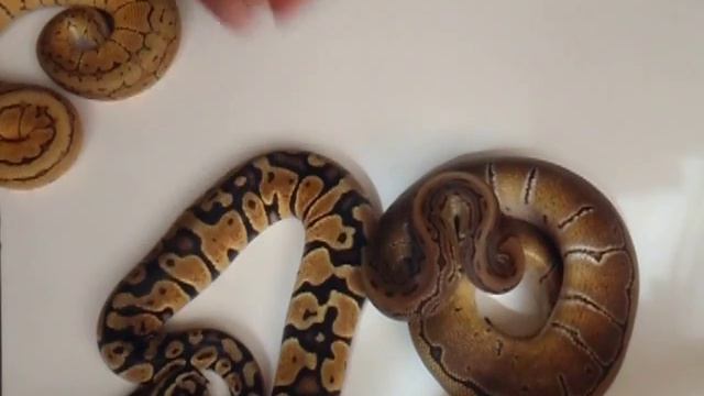 Lemon Blast ball python morph смотреть онлайн