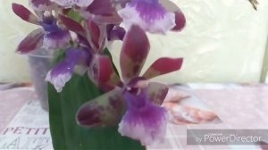 Орхидея зигопеталум rhein blue angel. Уход. Цветение.