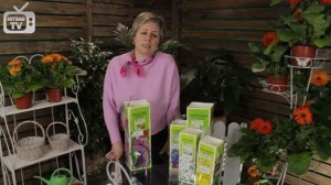 Буддлея ✅ Посадка и уход ➡ Садовые цветы саженцы и рассада