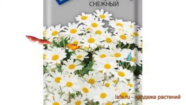 Танацетум обыкновенный Танацетум Снежный ? обзор: как сажать, семена танацетума Танацетум Снежный смотреть онлайн
