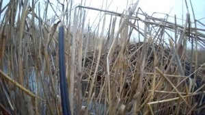 Охота На Утку! Нашли Шикарное Место.Охота с  Франки Аффинити 20 калибр