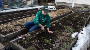 Уход за земляникой весной. Чем подкормить клубнику?