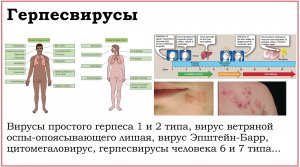 54. Клинически значимые вирусы семейства Herpesviridae