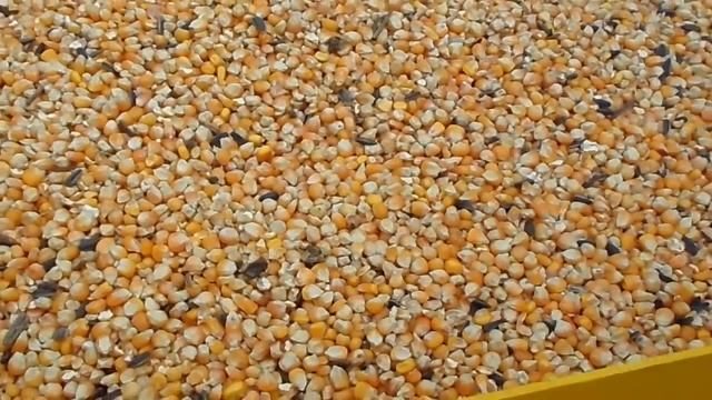 Испытание экструдера для кормов от вала отбора мощности МТЗ 80. Приобретайте экструдеры ФАВОР от ВО