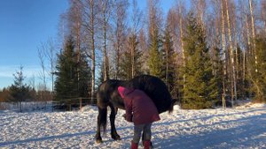 как научить лошадь давать ноги