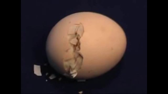 Развитие цыпленка в яйце! смотреть онлайн