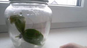 Как быстро нарастить корни орхидее