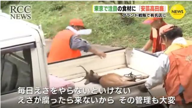 農業被害の厄介者 東京で注目の食材「安芸高田鹿」 広島県(動物愛誤)(農業損害)(經濟損害)(製造車禍.傷人.人身被害)(アニマルホーダー.動物囤積症)(トキソプラズマ)(トキソカラ症)(狂犬病) смотреть онлайн