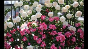 Агни Йога о розах.