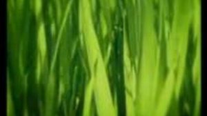 БОЖЬЯ КОРОВКА