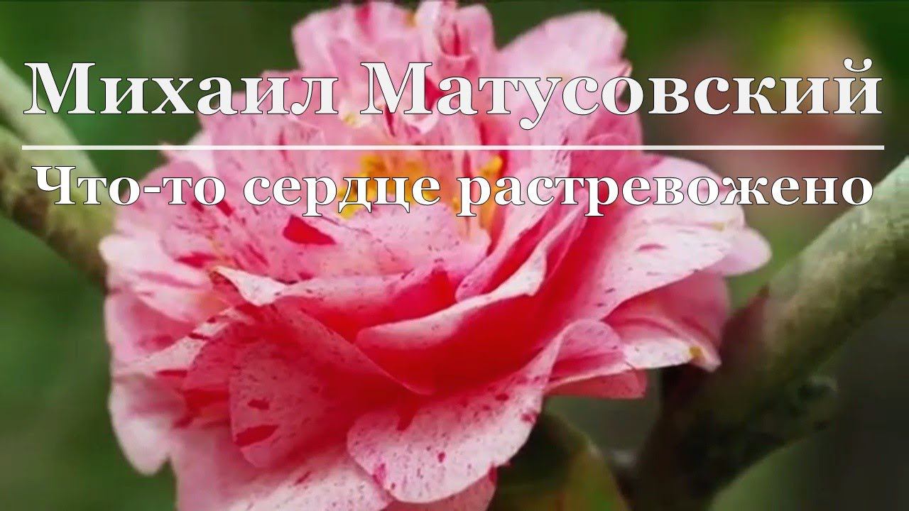 Михаил Матусовский - Что-то сердце растревожено смотреть онлайн