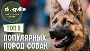 ТОП 5 Самых ПОПУЛЯРНЫХ пород собак