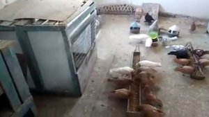 Бакинские летноигровые жёлтые голуби