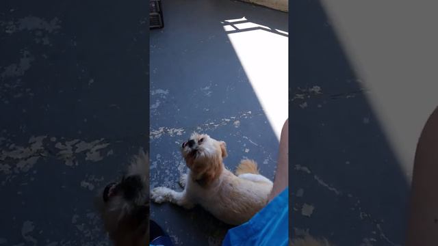 Приколы со зверями смотреть онлайн