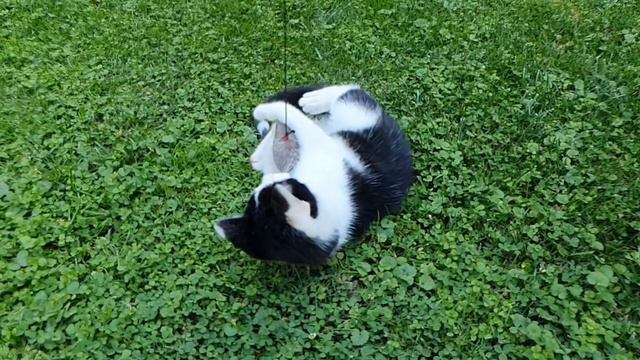 Такого вы ещё не видели!Прикол Котик играет.Замедленные съёмки.Забавные животные.Кошка и мышка Коти