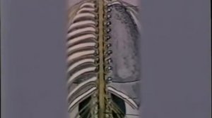 Нервная система (Анатомия,8кл)