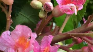 Red Horse Chestnut (Aesculus x carnea) - flowers close up - May 2018