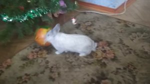 Кролик играет с мячиком!