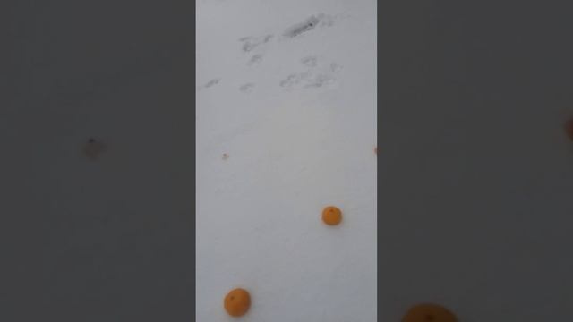 Собака вредитель истоптала мне весь снег.. смотреть онлайн