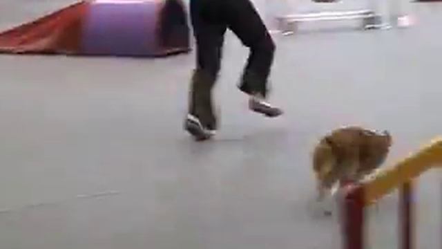 Аджилити. Спорт собак №10 смотреть онлайн