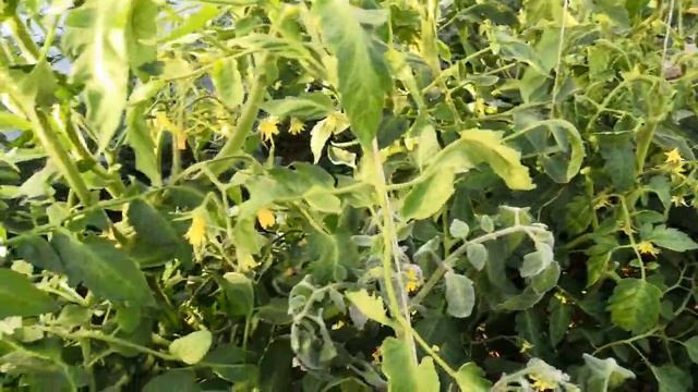 Обзор первой томатной теплицы на 10 июня 2020г. Ранние томаты"дают жару", растут, цветут, завязываю смотреть онлайн