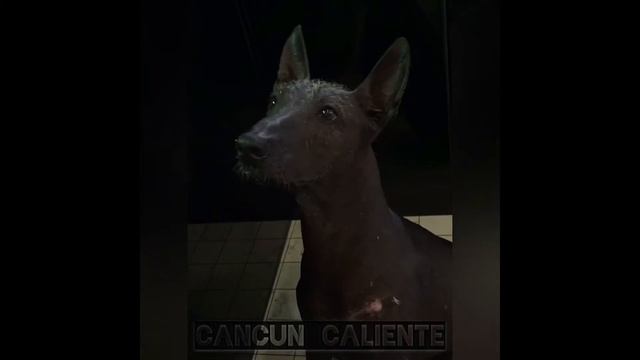 Cancun Caliente  xolo