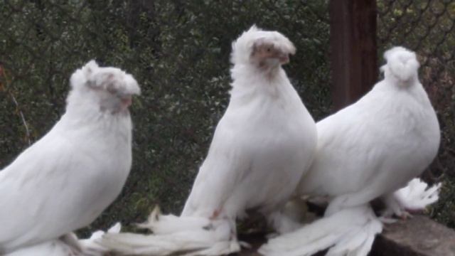Среднеазиатские двухчубые голуби и их окрасы. смотреть онлайн
