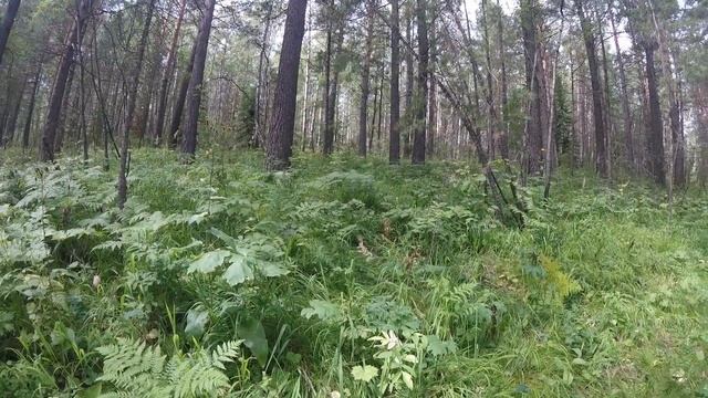 Поход Красноярск-Железногорск с Пашей. Часть 1. Торгашинский хребет.